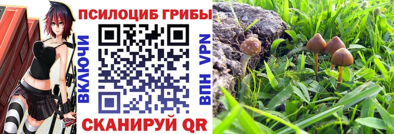 Псилоцибиновые грибы Psilocybine cubensis  блэк спрут как зайти  shop официальный сайт  закладка  Звенигород 